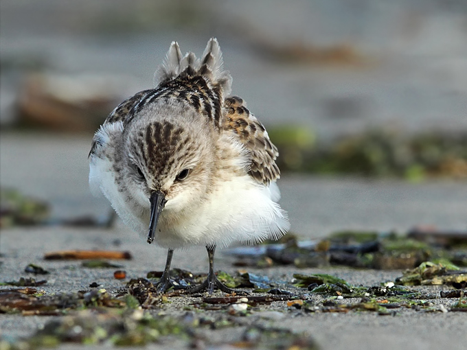 Red-necked Stint