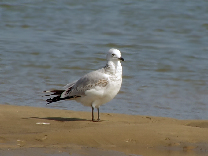 Relict Gull