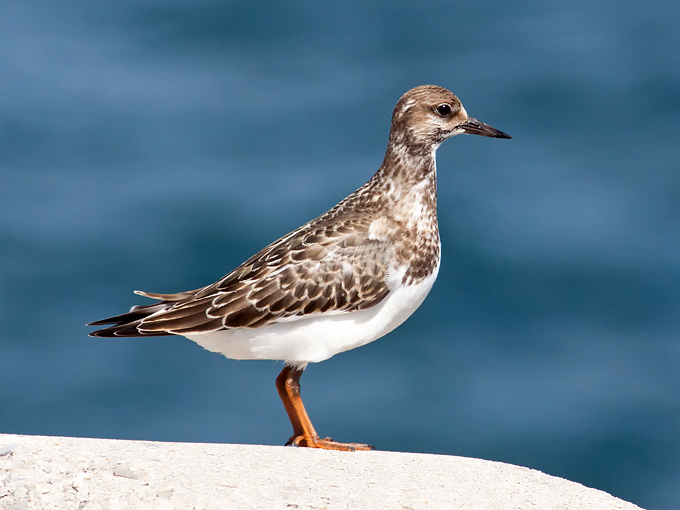Ruddy Turnstone