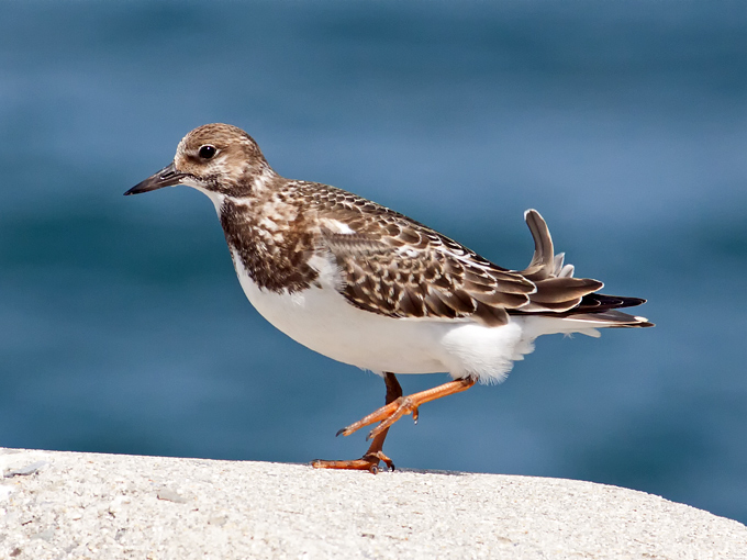 Ruddy Turnstone