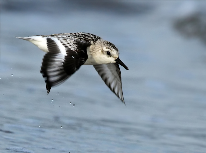Sanderling