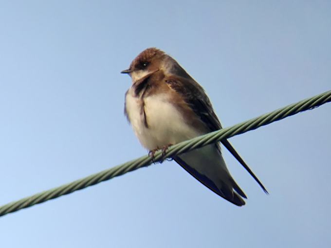 Sand Martin