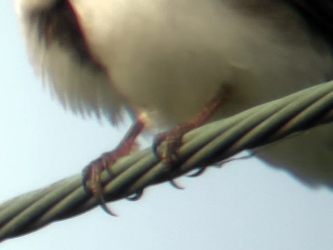Sand Martin
