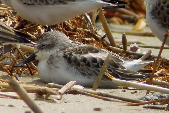 Spoon-billed Sandpiper