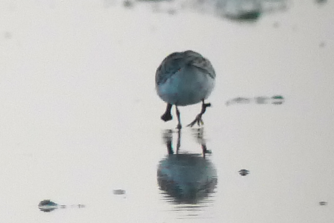 Spoon-billed Sandpiper