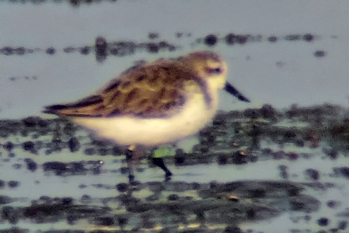 Spoon-billed Sandpiper