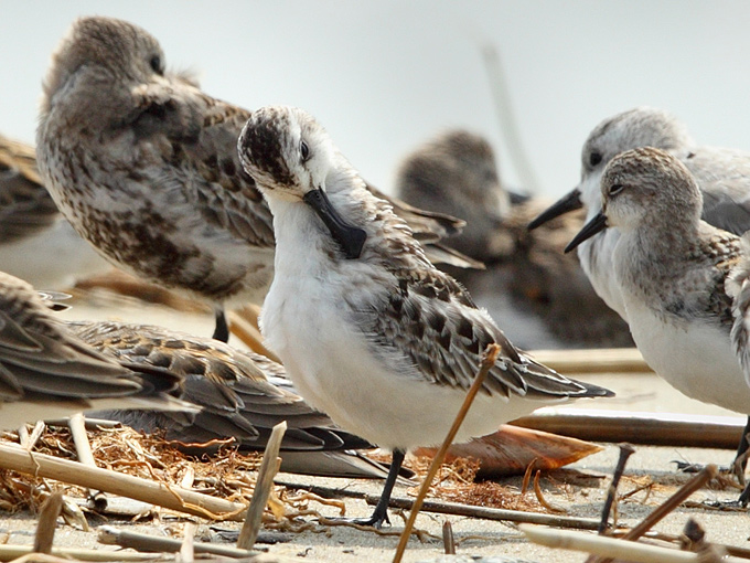 Spoon-billed Sandpiper