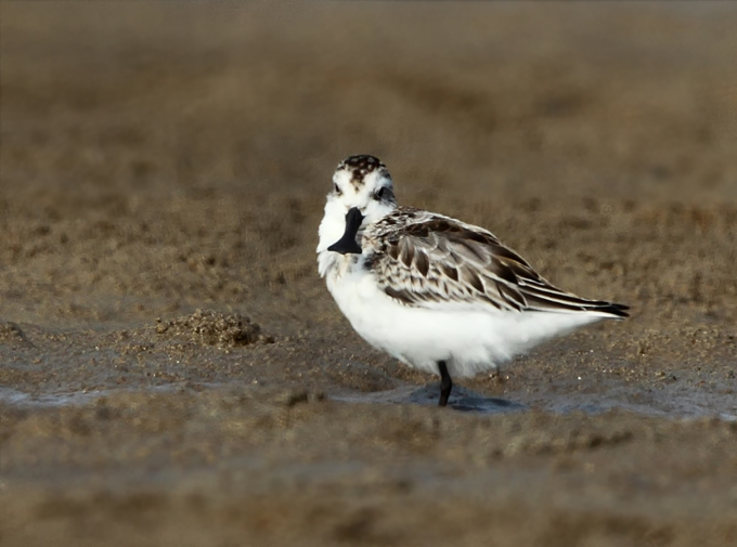 Spoon-billed Sandpiper