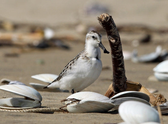 Spoon-billed Sandpiper