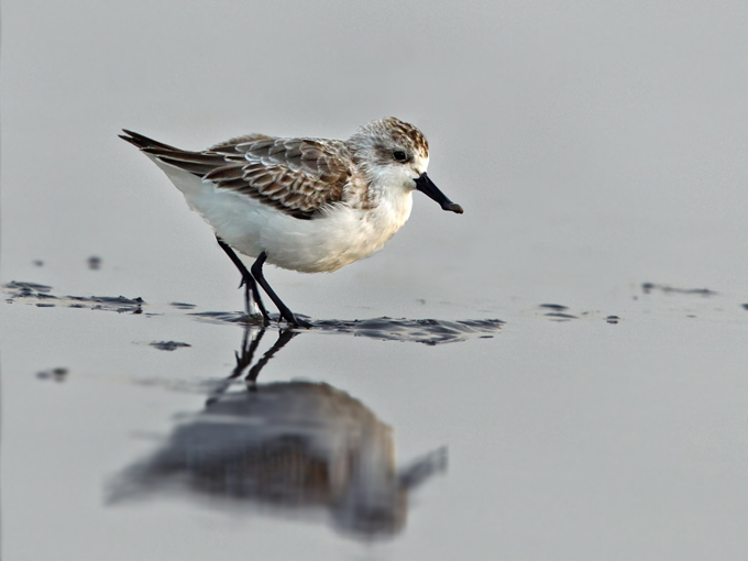 Spoon-billed Sandpiper