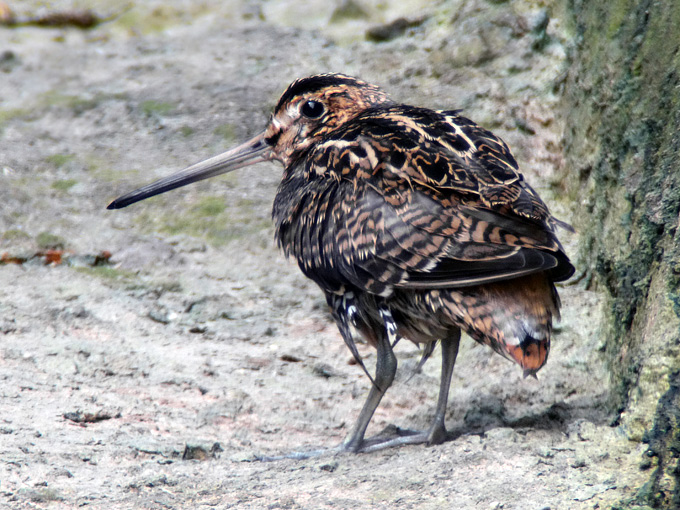 Swinhoe’s Snipe