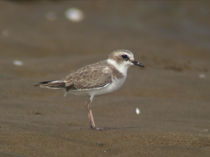 White-faced Plover