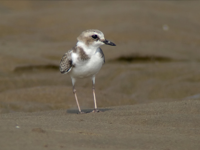 White-faced Plover