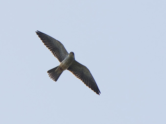 Amur Falcon