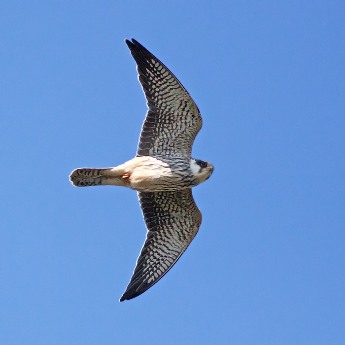 Amur Falcon