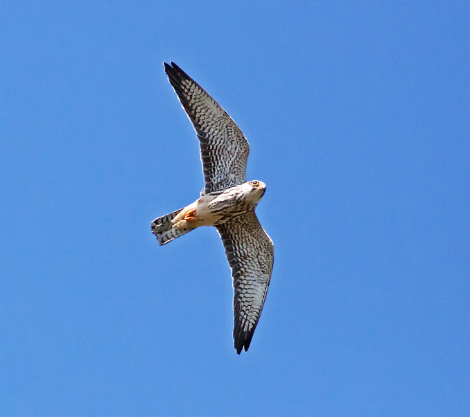 Amur Falcon