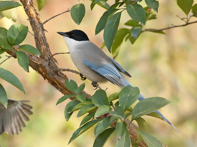 Azure-winged Magpie