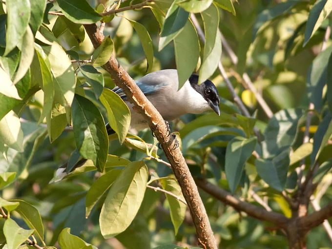 Azure-winged Magpie
