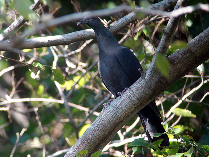 Black Wood Pigeon