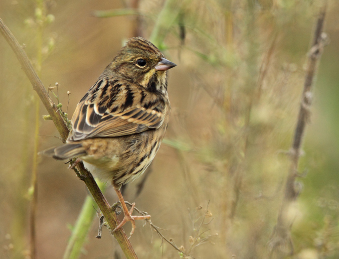 Black-faced Bunting