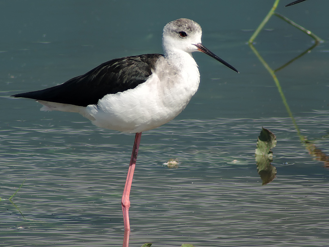Black-winged Stilt