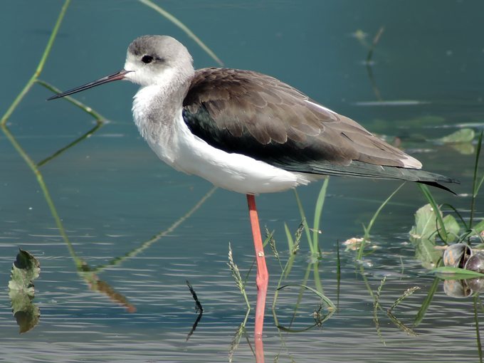 Black-winged Stilt