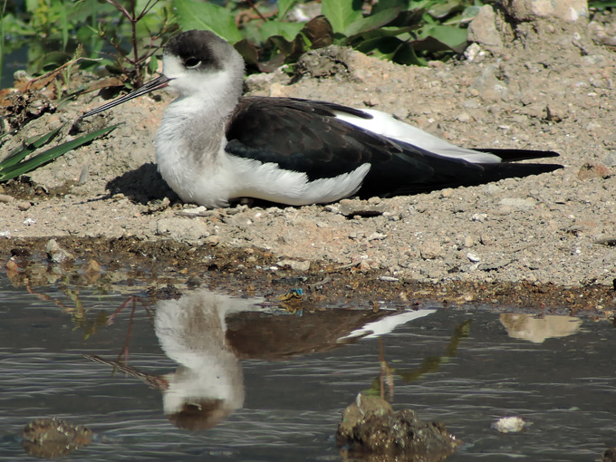 Black-winged Stilt