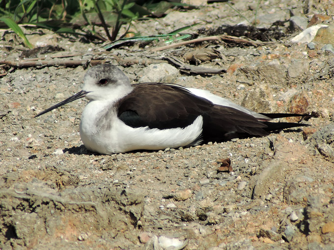 Black-winged Stilt