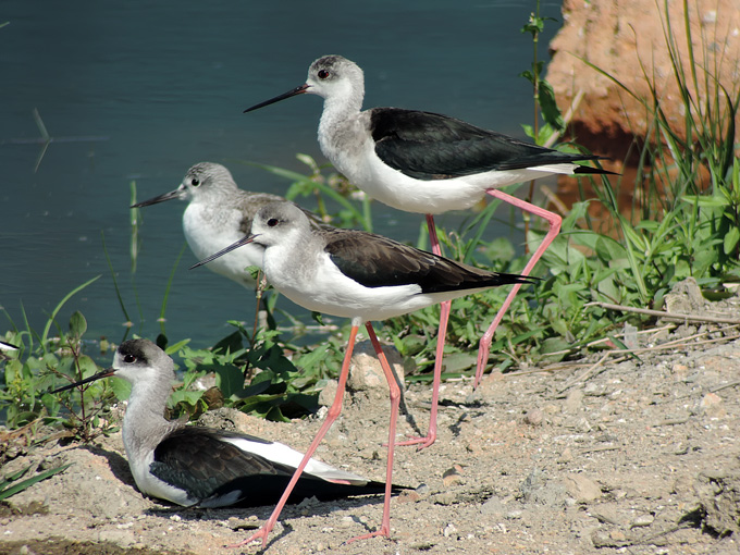 Black-winged Stilt
