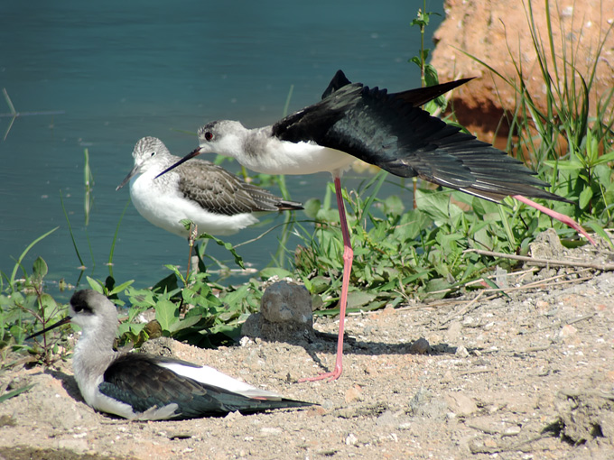 Black-winged Stilt