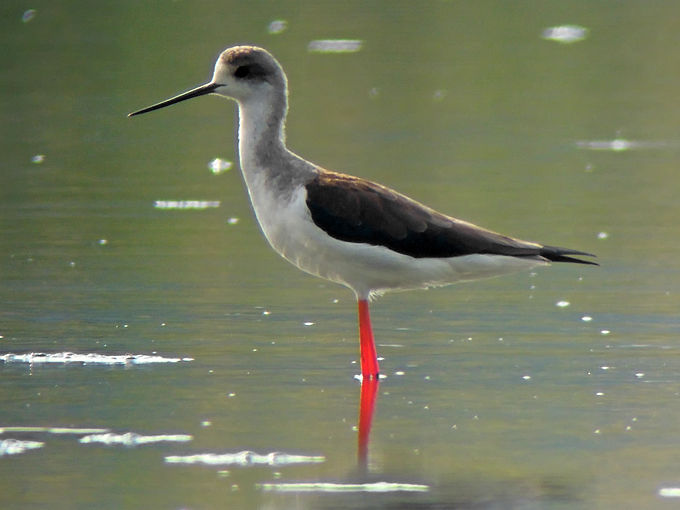 Black-winged Stilt