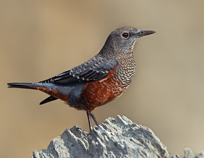 Blue Rock Thrush