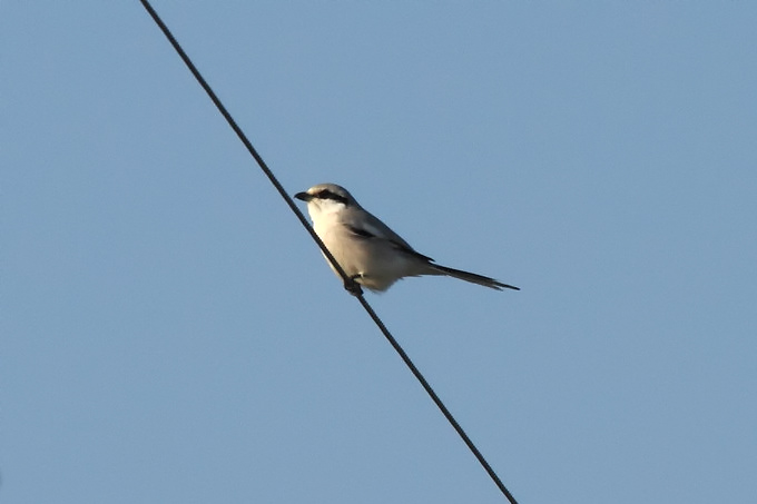Chinese Grey Shrike