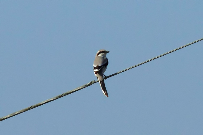 Chinese Grey Shrike