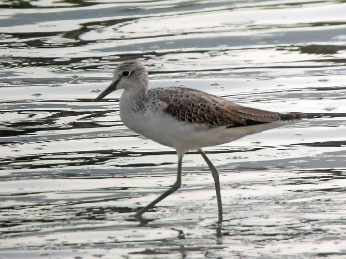 Common Greenshank