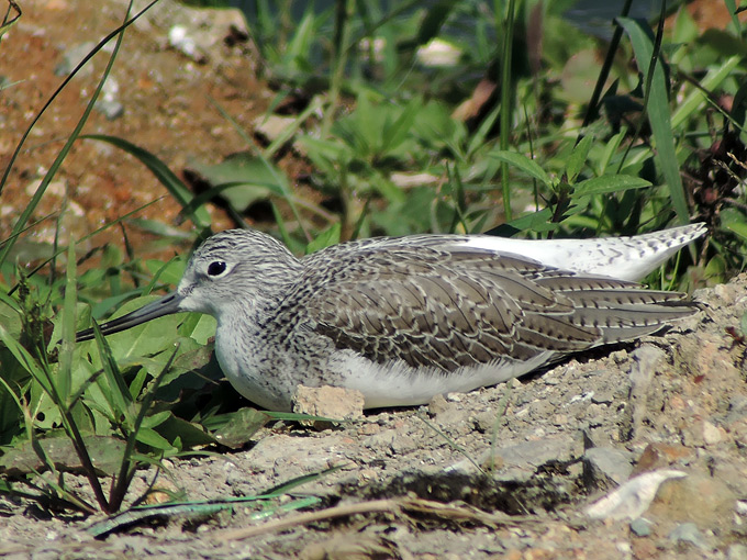 Common Greenshank