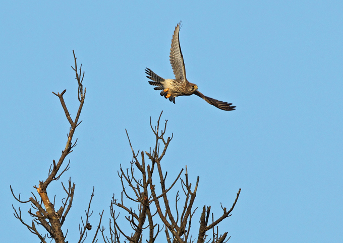 Common Kestrel