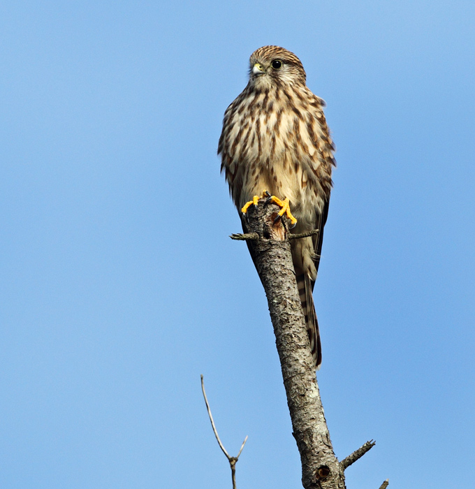 Common Kestrel