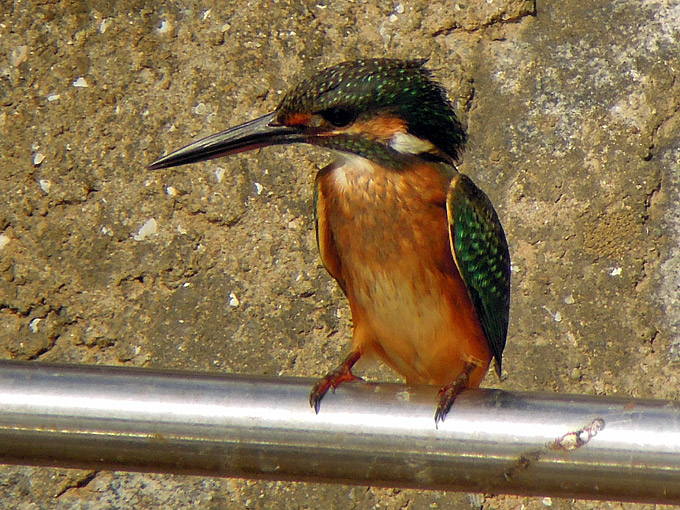 Common Kingfisher