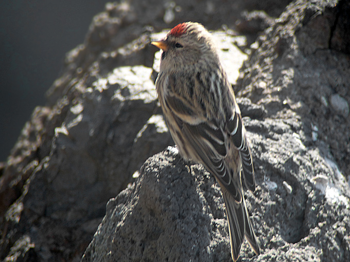 Common Redpoll