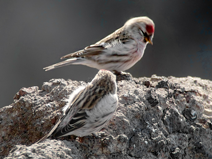 Common Redpoll