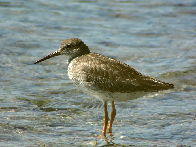 Common Redshank