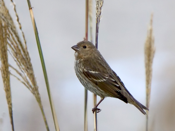 Common Rosefinch