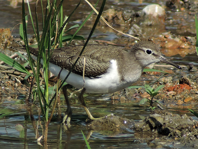 Common Sandpiper