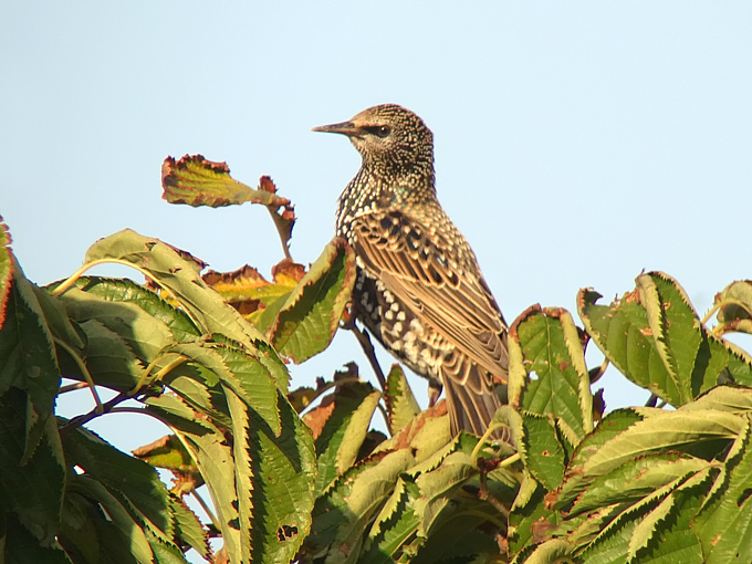 Common Starling
