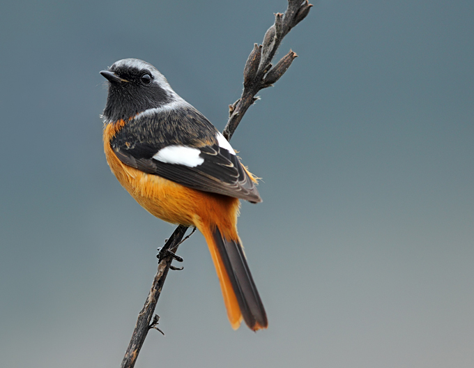 Daurian Redstart