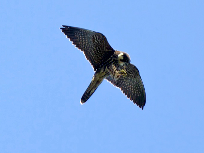 Eurasian Hobby