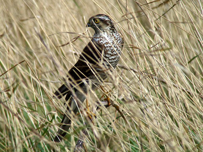 Eurasian Sparrowhawk