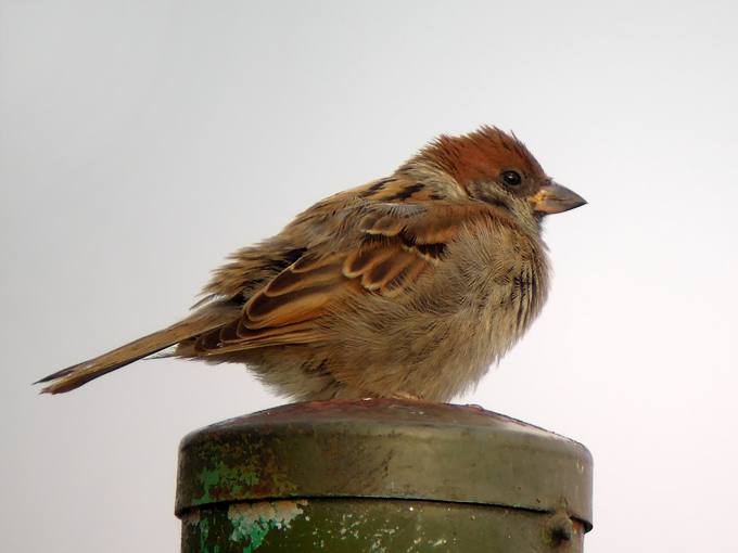 Eurasian Tree Sparrow