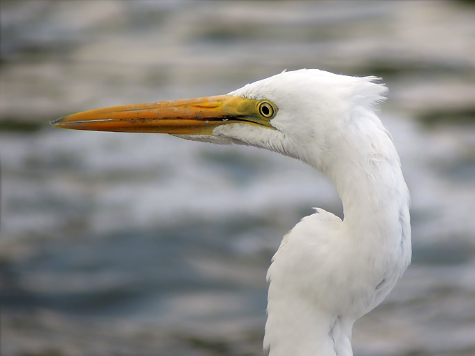 Great Egret